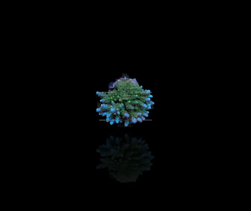 Acropora (Maricultured)